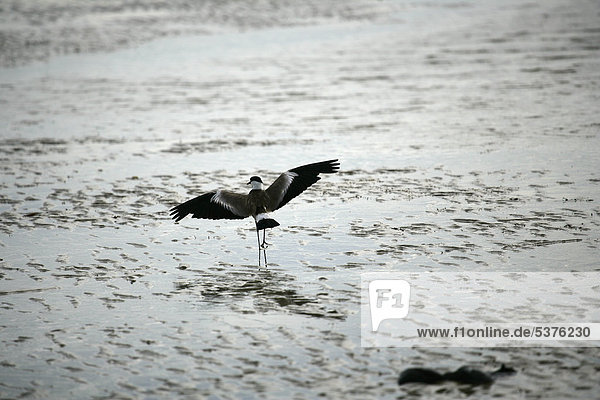 Afrika  Guinea-Bissau  Vogel am nassen Strand