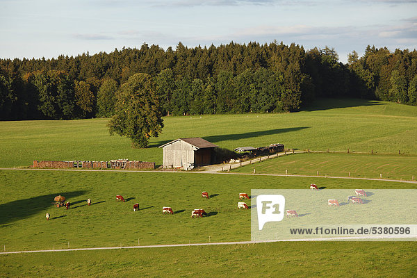 Deutschland  Bayern  Oberbayern  Blick auf weidende Kühe bei Peretshofen