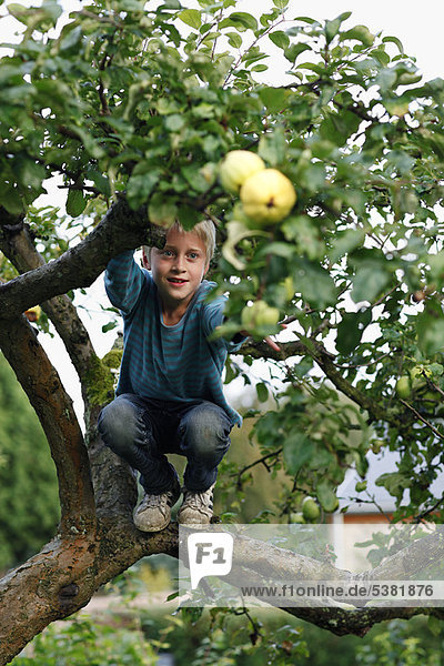 Junge - Person  Baum  Frucht  klettern