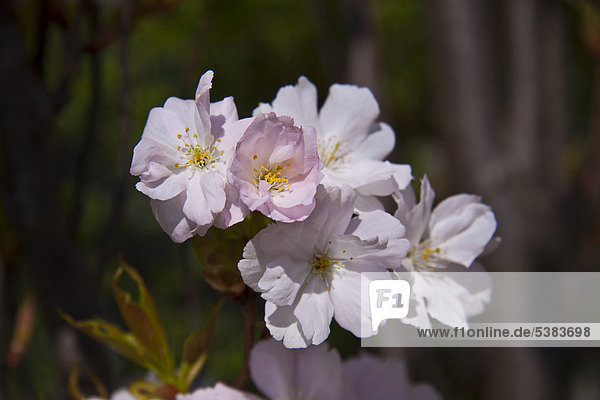 Kirschblüte  Japanische Blütenkirsche (Prunus serrulata)  Frühling