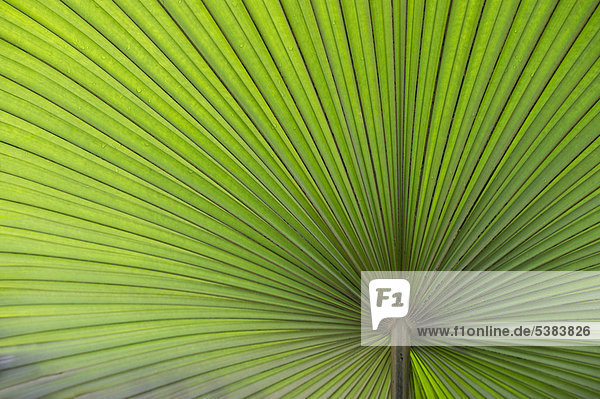 California Washingtonia  Northern Washingtonia  California fan pal (Washingtonia filifera)  palm frond