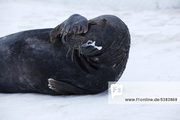 Grey seal (Halichoerus grypus)  Helgoland  Schleswig-Holstein  Germany  Europe