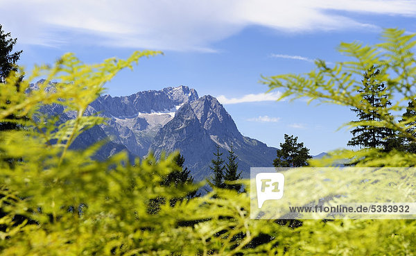 Zugspitze mit Jubiläumsgrat  Garmisch-Partenkirchen  Werdenfelserland  Werdenfelser Land  Oberbayern  Bayern  Deutschland  Europa