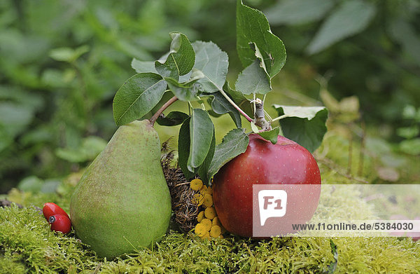 Birne und Apfel  Herbststillleben