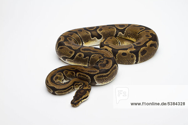 Königspython (Python regius) Matanic  Weibchen