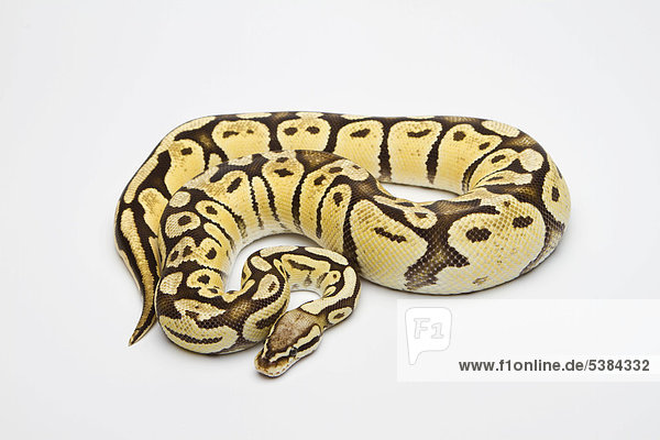 Königspython (Python regius) Super Pastel Vanilla  Weibchen