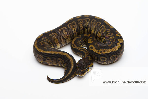 Königspython (Python regius) Granit  Weibchen
