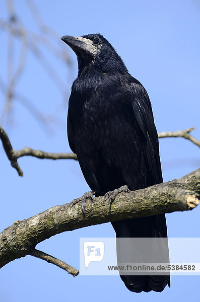 Saatkrähe (Corvus frugilegus)  Altvogel sitzt im Baum  Kiel  Schleswig-Holstein  Deutschland  Europa