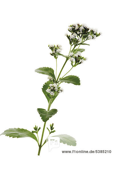 Süßkraut - Süßblatt -Honigkraut (Stevia rebaudiana)