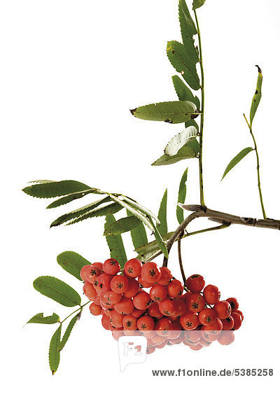 Rowan berries (Sorbus aucuparia)