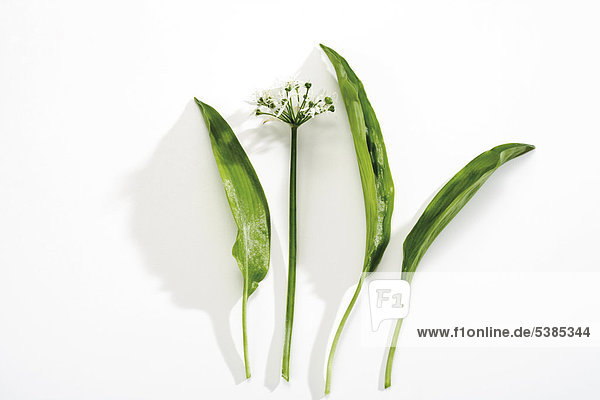 Bärlauch mit Blüte (Allium ursinum)