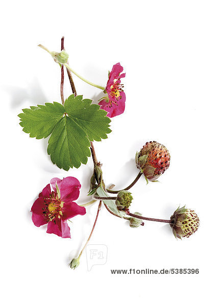 Lipstick Strawberry (Fragaria Lipstick) blossoms