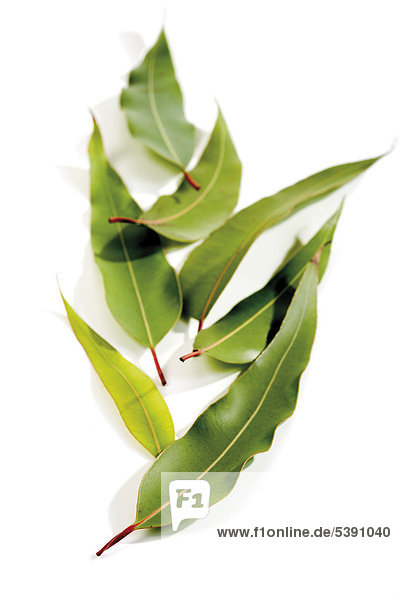 Eucalyptus leaves (Eucalyptus folium)
