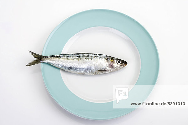 Sardine auf Teller
