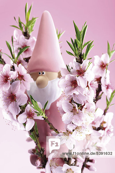 Pink garden gnome behind nectarine blossoms (Prunus persica) - symbolic picture for gardening season