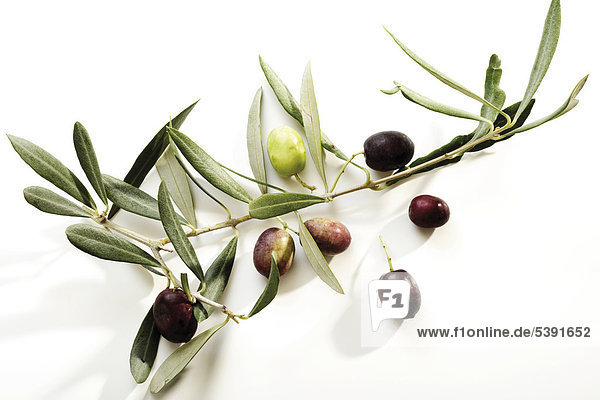 Olivenzweig mit Oliven