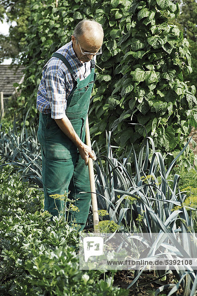 Älterer Mann arbeitet im Gemüsegarten