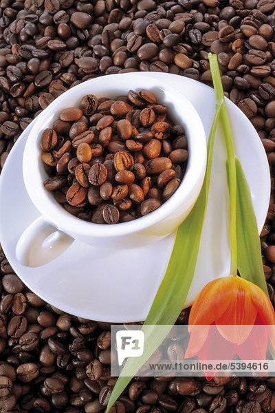 Tasse mit Kaffeebohnen und Tulpe auf Kaffeebett