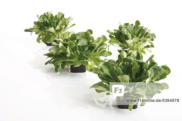 4 klein Wachstum schwarz Kunststoff Salat Feldsalat