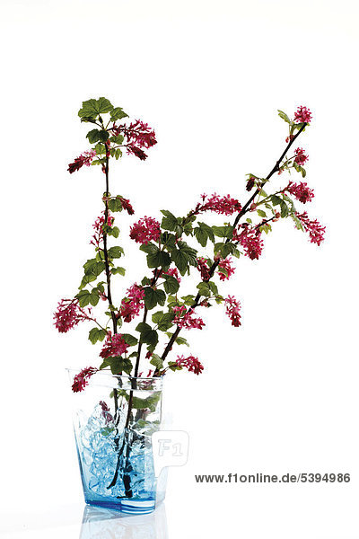 Flowering Currant or Red-flowering Currant (Ribes sanguineum)