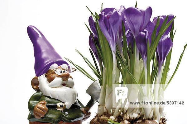 Garden gnome wearing glasses and carrying a spade in front of crocuses