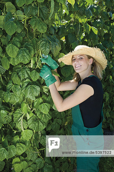 Female gardener harvests string beans