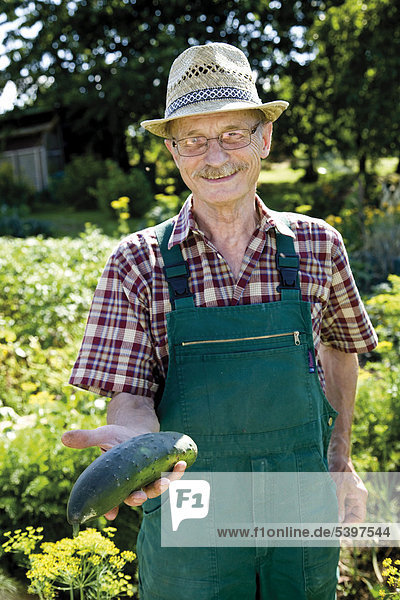 Proud gardener harvesting vegetables  holding a cucumber in his hands