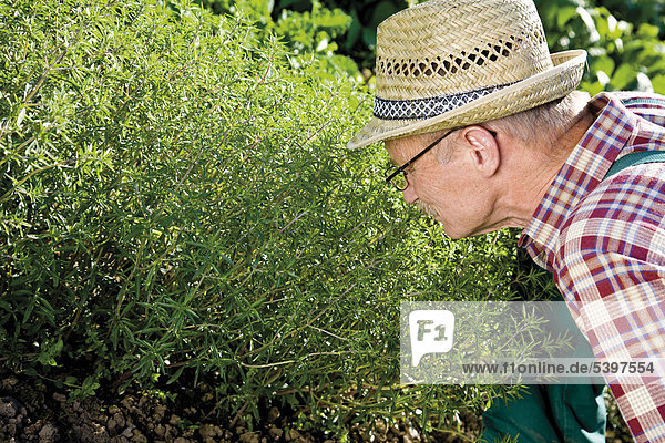 Gardener in front of his fragrant savory patch