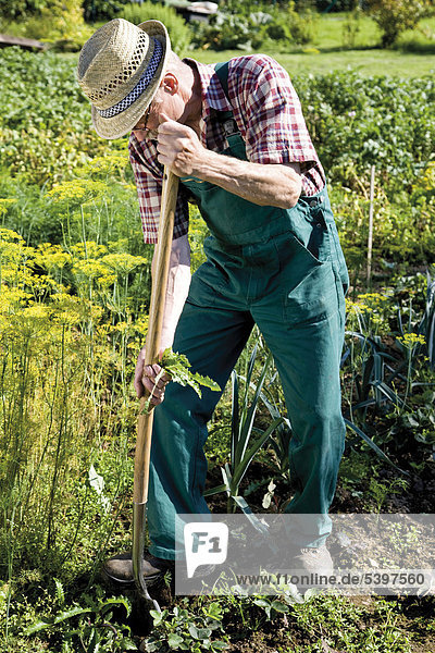 Gardener with spade working in his garden patch