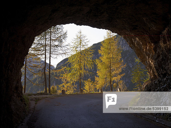 Felstunnel mit Blick auf Lärchen in herbstlicher Färbung  Mangart Pass  höchst Straße Sloweniens  Triglav Nationalpark  Slowenien  Europa
