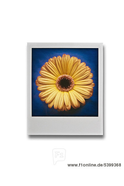 Polaroid einer Blume
