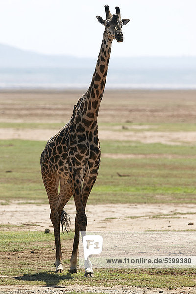 Giraffe (Giraffa camelopardalis)  Lake Manyara Nationalpark  Tansania  Afrika