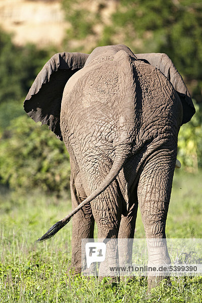 Afrikanischer Elefant (Loxodonta africana)  Rückansicht  Lake Manyara Nationalpark  Tansania  Afrika