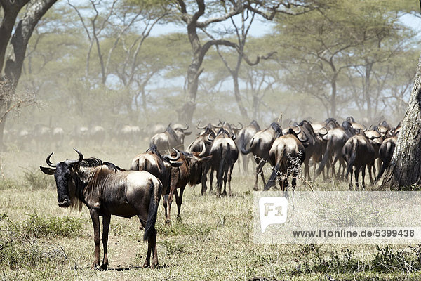 Streifengnus (Connochaetes taurinus)  Serengeti  Tansania  Afrika