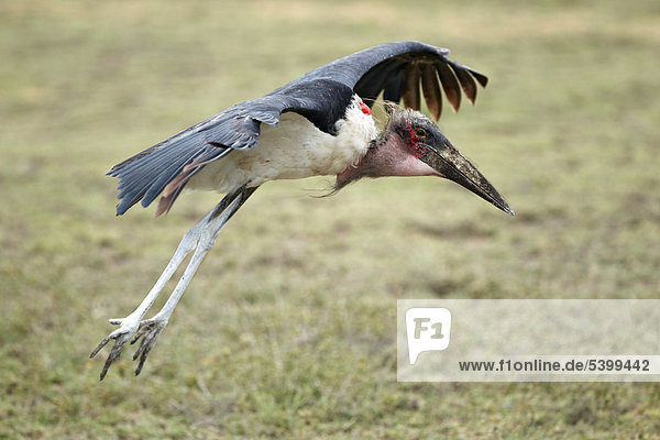 Marabu (Leptoptilos crumeniferus) im Anflug  Serengeti  Tansania  Afrika
