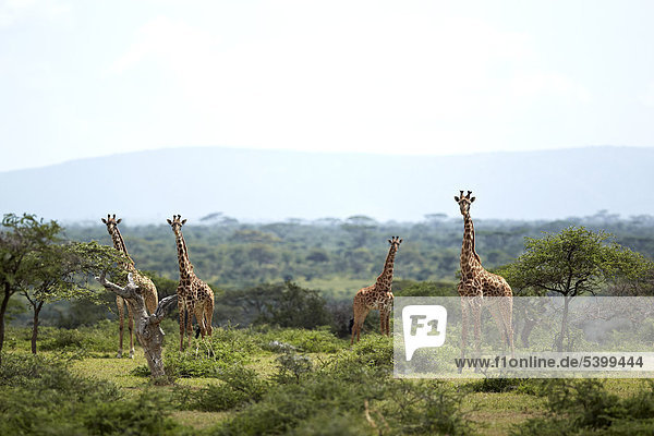Giraffen (Giraffa camelopardalis)  Serengeti  Tansania  Afrika