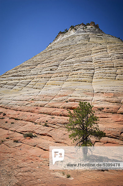 Checkerboard Mesa  Zion Nationalpark  Utah  USA