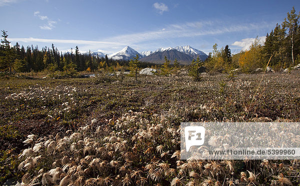 Wollgras bei Quill Creek  Herbst  Herbstfarben  Indian Summer  St. Elias Mountains  Kluane National Park und Reserve dahinter  Yukon Territory  Kanada