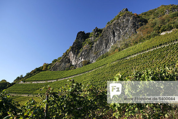 Weinreben  Weinhänge  Weinanbau am Drachenfels  Siebengebirge  Bad Honnef  Nordrhein-Westfalen  Deutschland  Europa