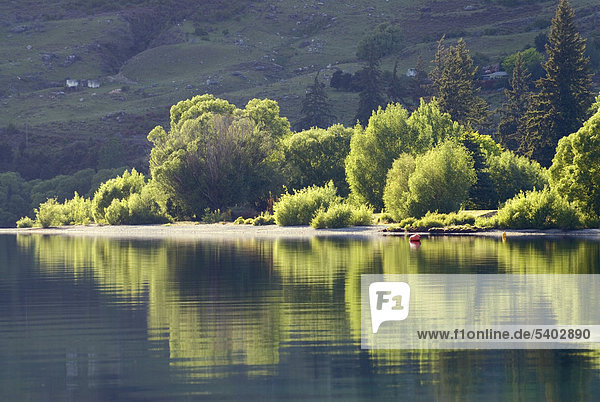 Bäume am Ufer spiegeln sich im ruhigen Wasser des Sees Lake Wanaka  Südinsel  Neuseeland