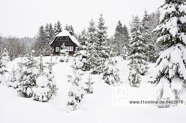 Schneebedeckte Tannen und Hütte bei Hinterzarten  Schwarzwald  Baden-Württemberg  Deutschland  Europa