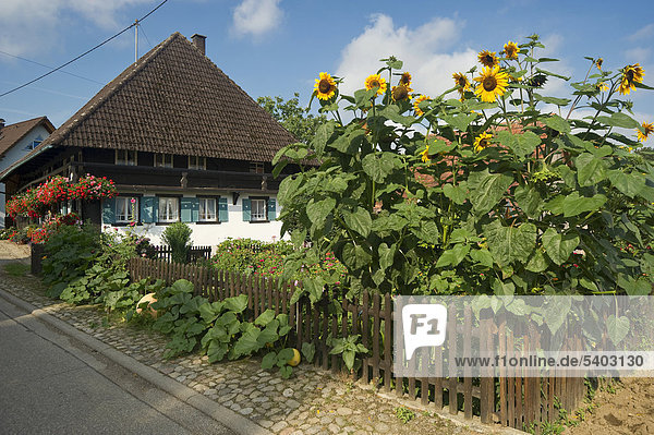 Altes Bauernhaus im Glottertal  Schwarzwald  Baden-Württemberg  Deutschland  Europa