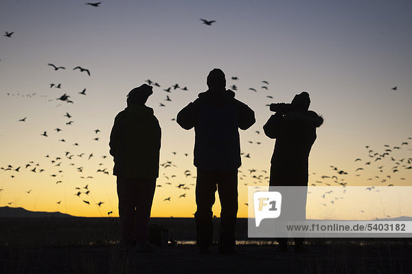 Birders watching dawn flight of Snow Geese (Chen carulescens) at Bosque del Apache  New Mexico  USA