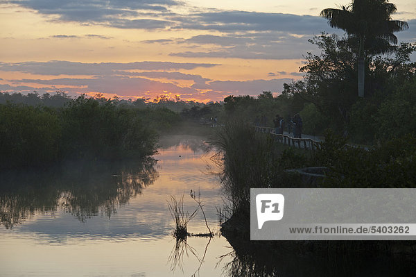 Anhinga Trail at dawn  Everglades  Florida  USA