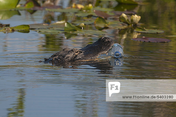 Mississippi-Alligator  Hechtalligator (Alligator mississippensis) versucht eine Plastikflasche zu fressen  Anhinga Trail  Everglades  Florida  USA