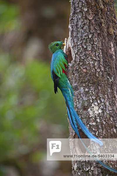 Quetzal (Pharomachrus mocinno)  Männchen bringt Futter ans Nest  zentrales Hochland  Costa Rica  Mittelamerika