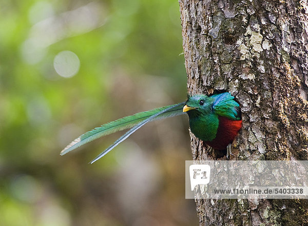 Resplendent Quetzal (Pharomachrus mocinno)  male looking out of nest hole  Central Highlands  Costa Rica  Central America