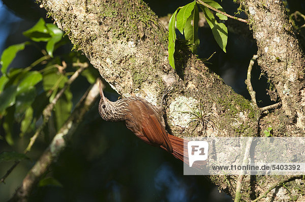 Lanzettstrichel-Baumsteiger (Lepidocolaptes souleyetii)  La Selva  Costa Rica  Mittelamerika
