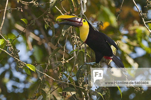 Swainson-Tukan (Ramphastos swainsonii)  La Selva  Costa Rica  Mittelamerika