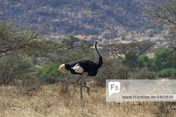 Somali Ostrich (Struthio camelus molybdophanes)  male  Samburu  Kenya  Africa